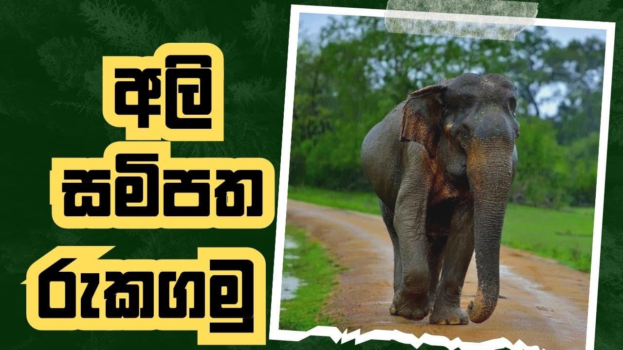 අලි සම්පත සුරකිමු. | පනාමුරේ | Vishvavahini TV
