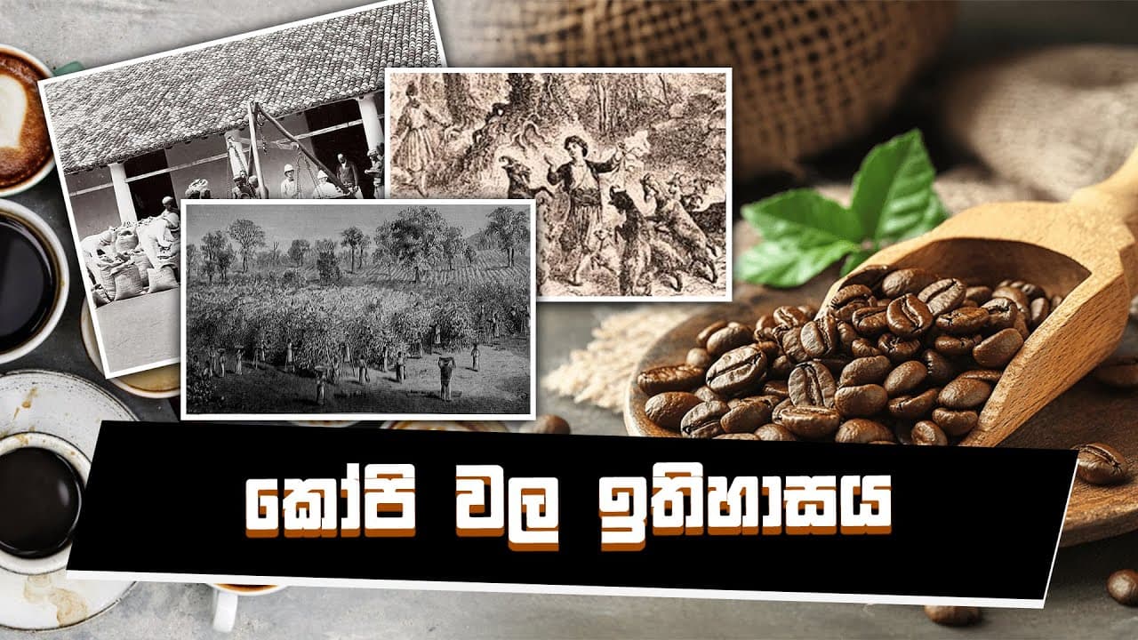 කෝපි වල ඉතිහාසය | Vishvavahini TV