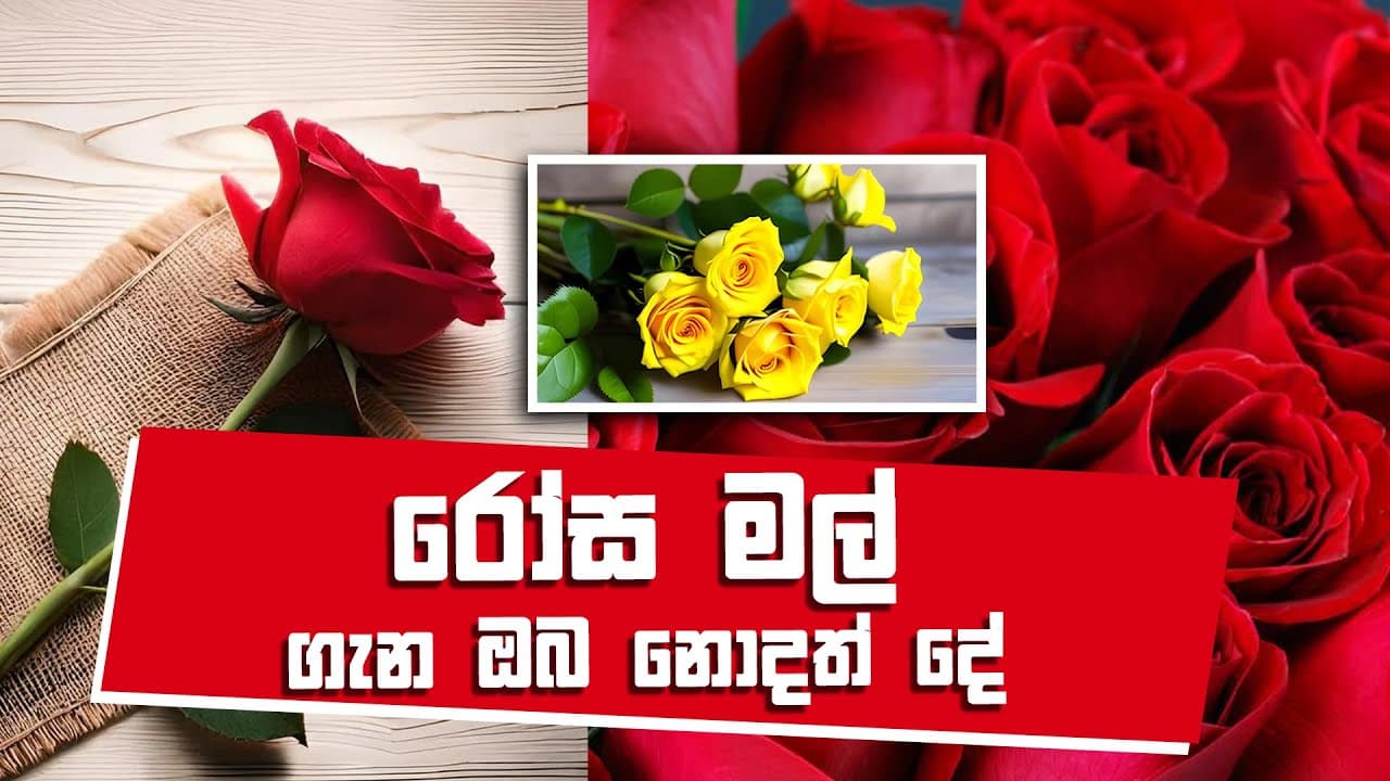 රෝස මල් ගැන ඔබ නොදත් දේ | Vishvavahini TV